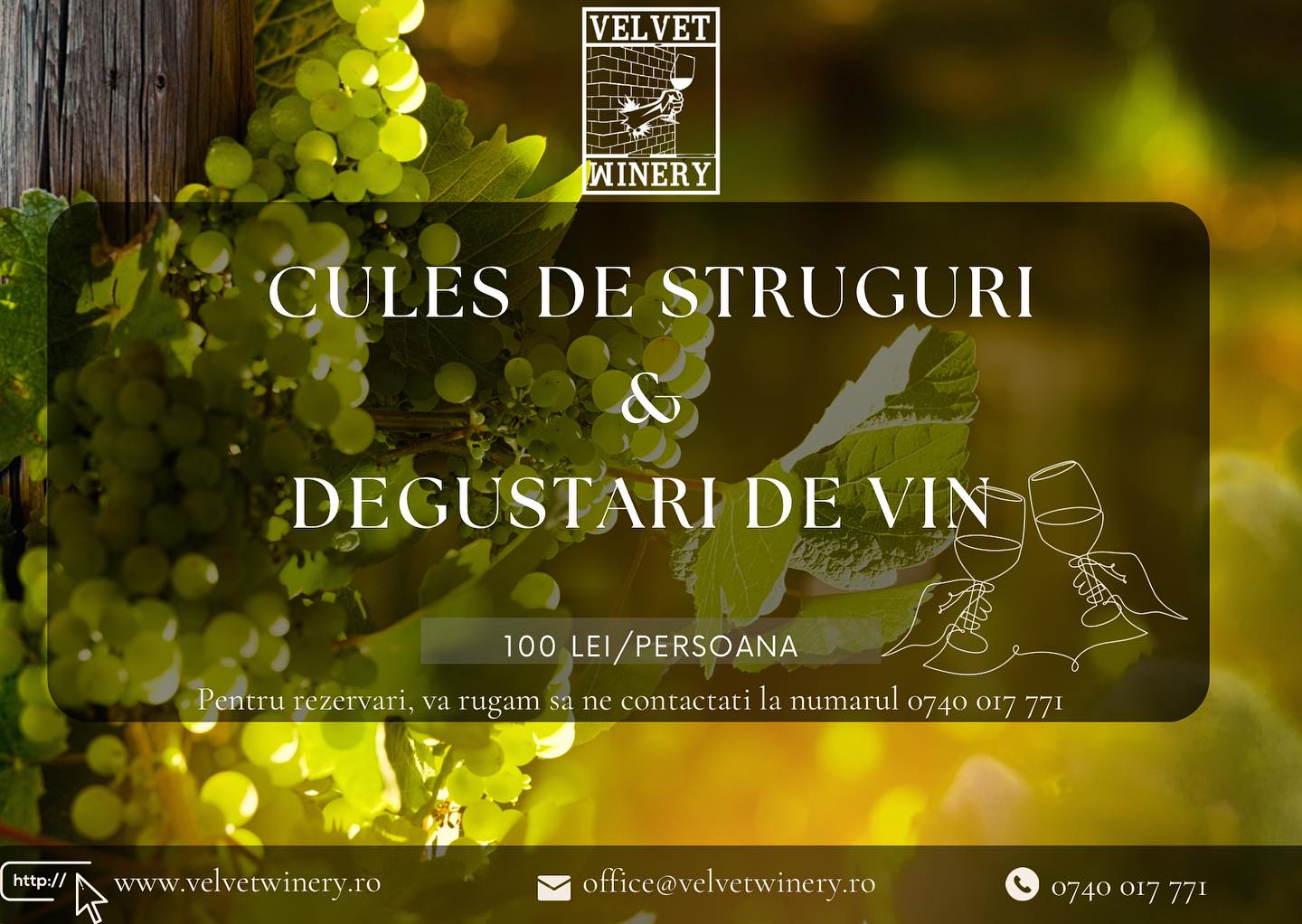 Cules de struguri & Degustari de vin (Dealu Mare)
