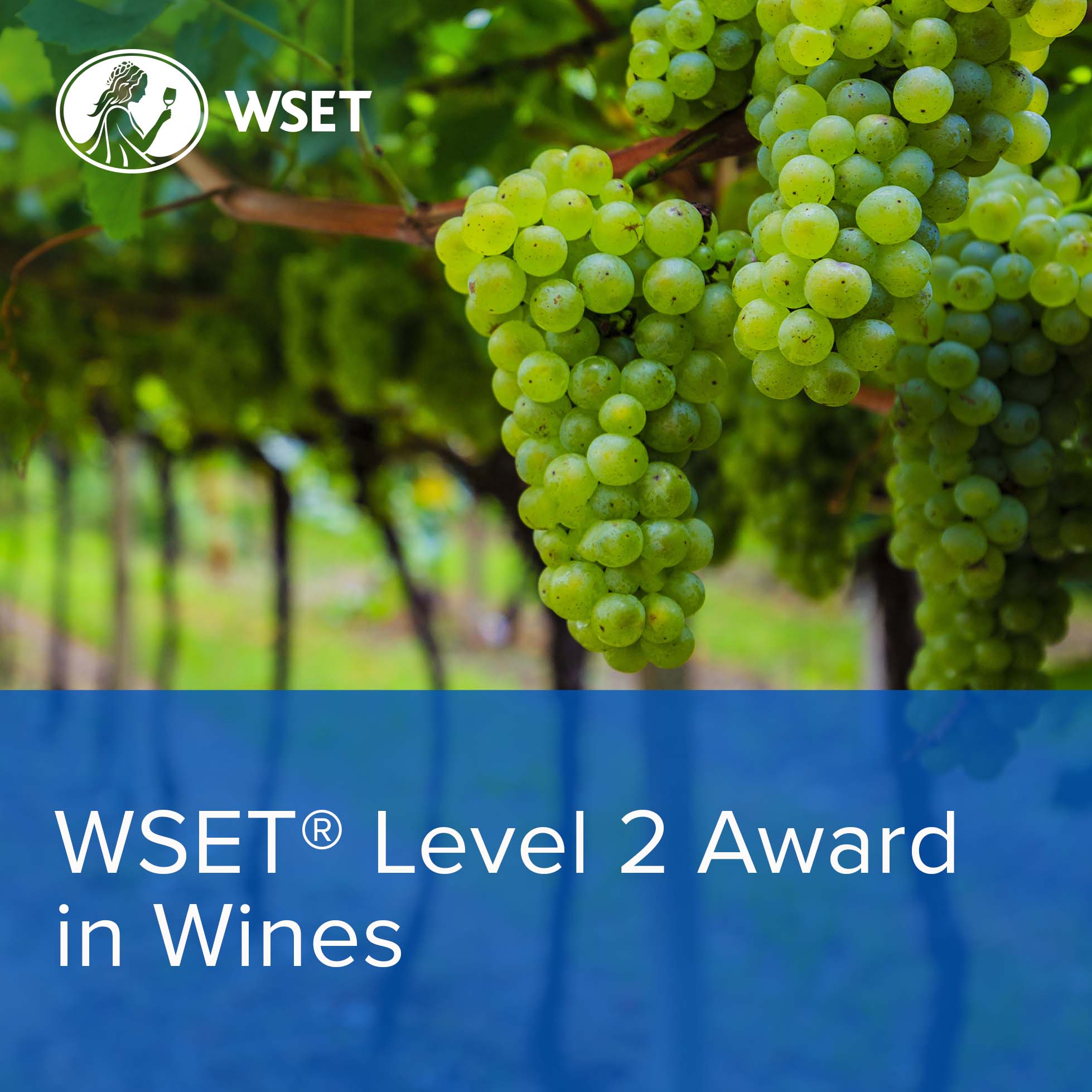WSET Level 2 Award in Wines (Timisoara)