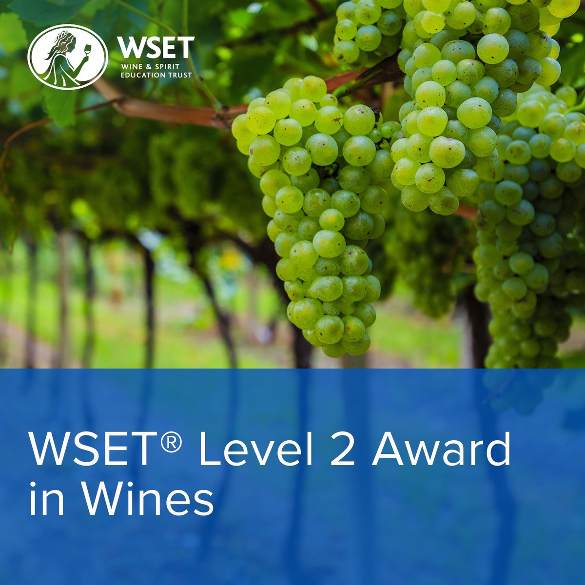 Wine Tasting Course WSET Level 2 - Bucuresti