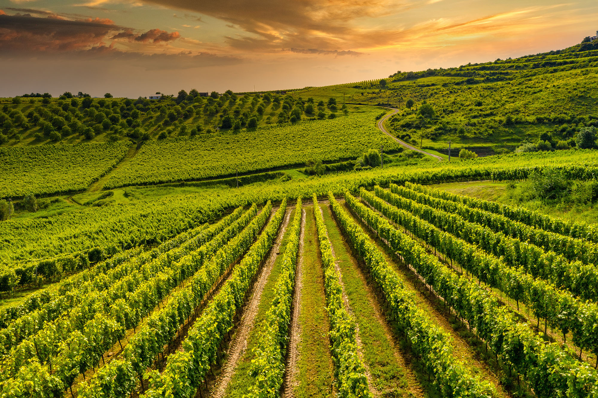 Romania's Wine Regions