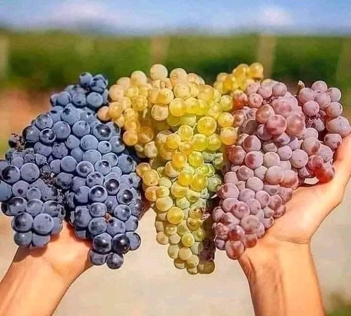 Winelover Romania
